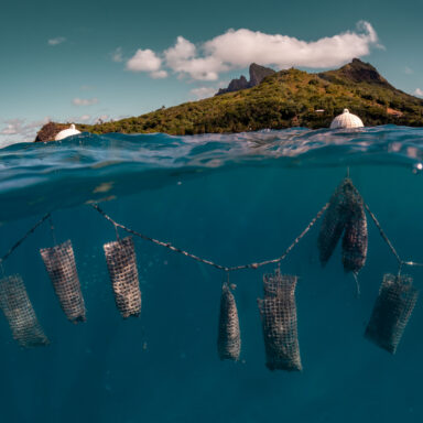 Návšteva Perlovej farmy Bora Bora s vylovením vlastnej čiernej perly 007